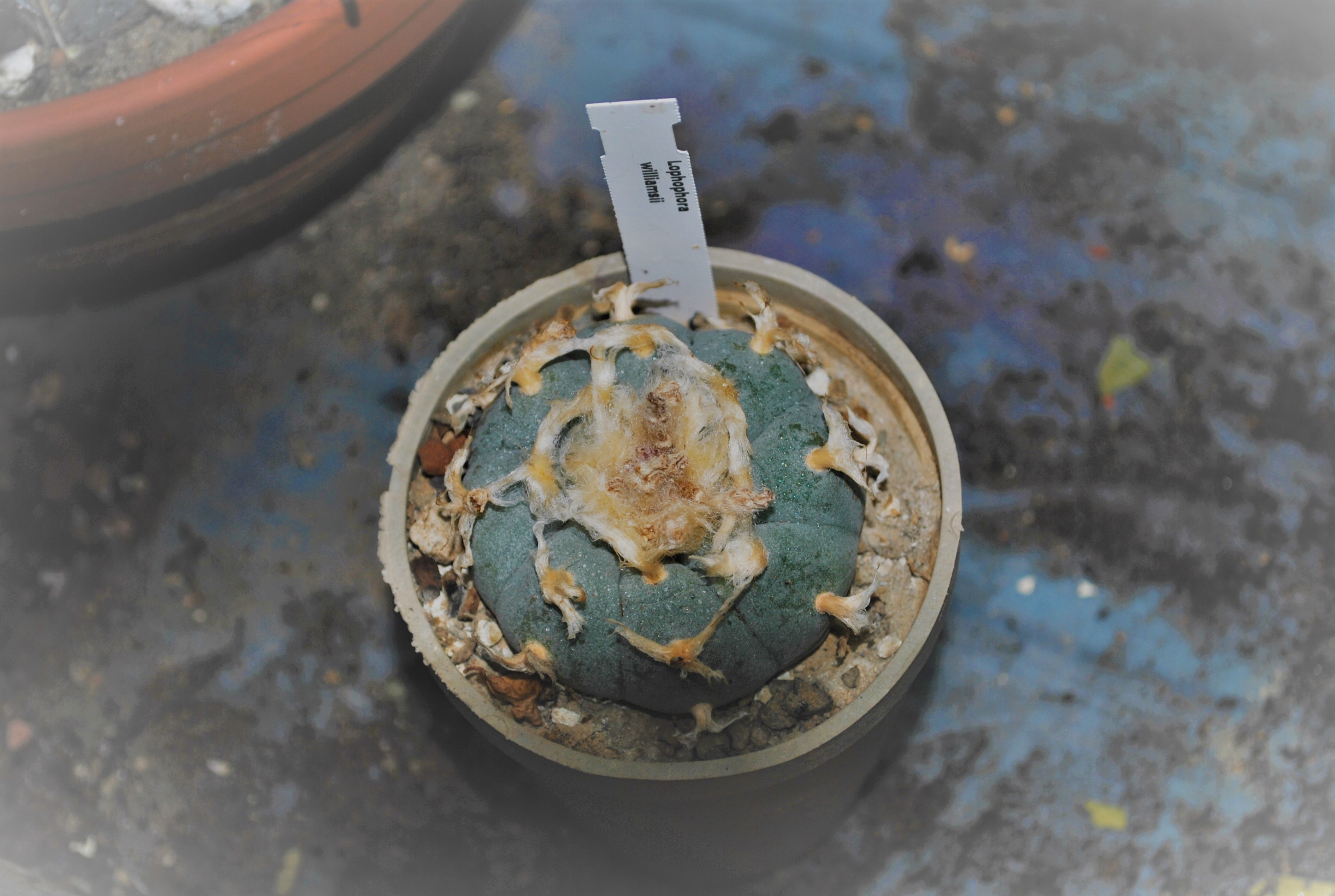 Lophophora Williamsii